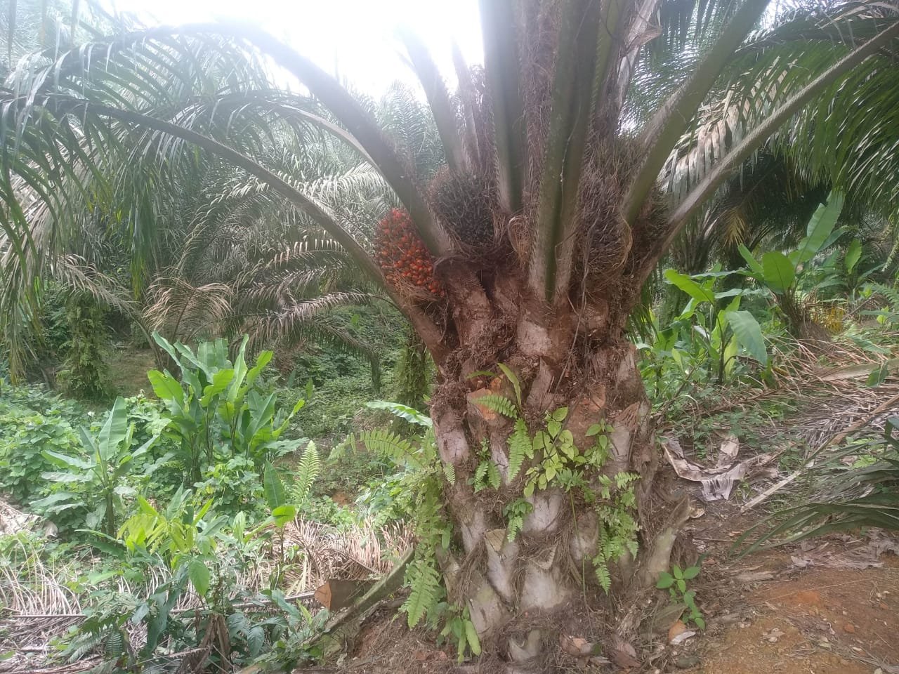 satu satunya lagi..tanah plus kebun sawit di unit 14 kuamang kuning - 2