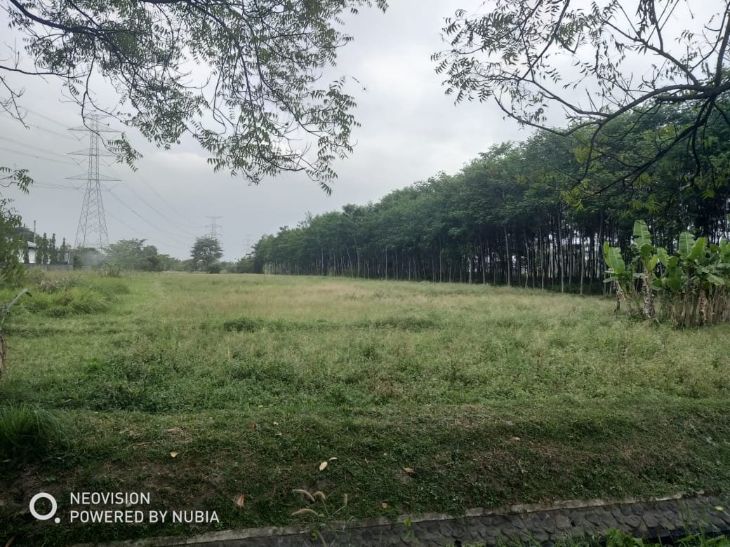 Tanah Raya Bangil - Pandaan luas 5677m SHM 2jt/m - 2