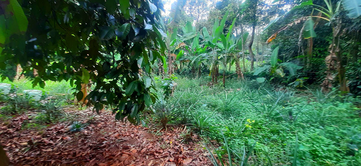 KEBUN  NENAS DI JALAN RAYA CAGAK SUBANG - 8