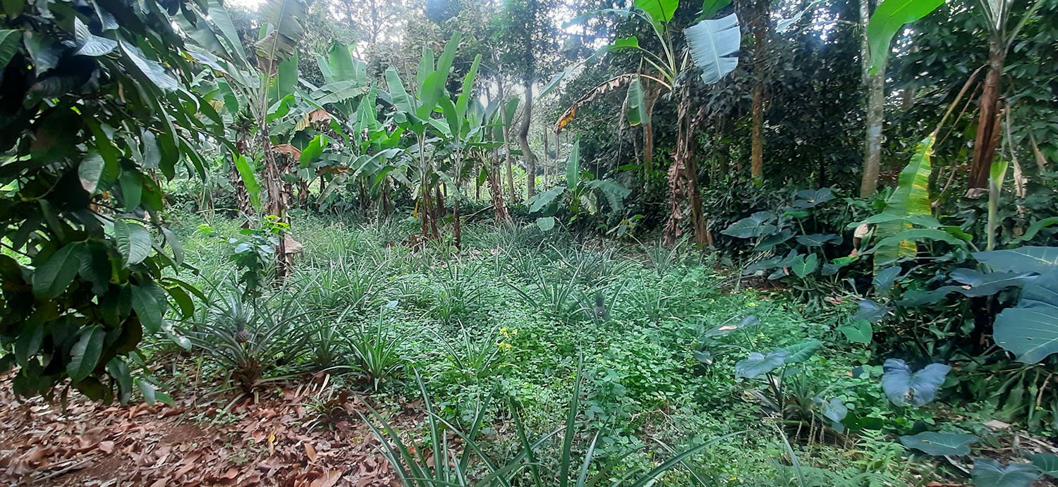 KEBUN  NENAS DI JALAN RAYA CAGAK SUBANG - 12