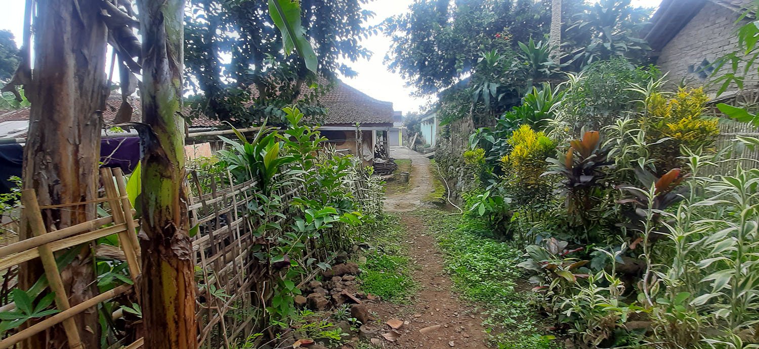 KEBUN  NENAS DI JALAN RAYA CAGAK SUBANG - 18