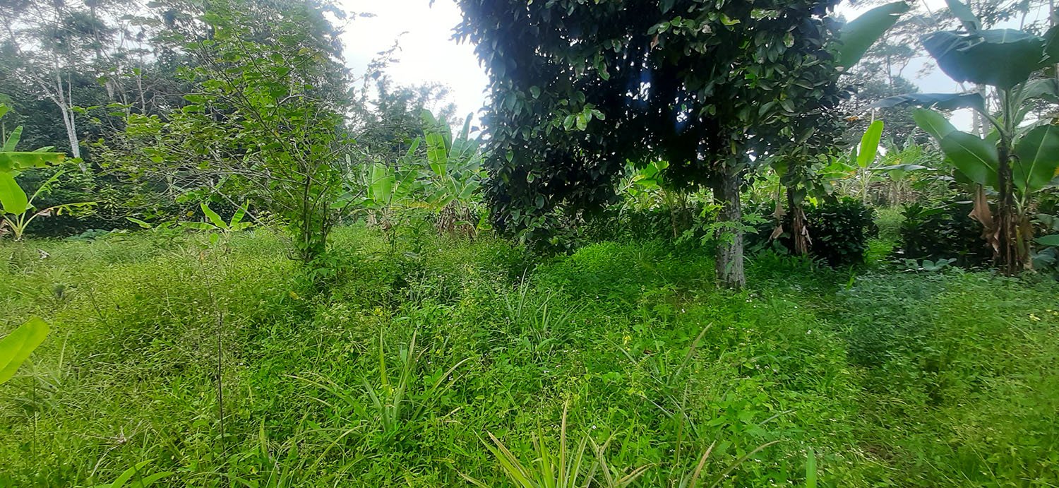 KEBUN  NENAS DI JALAN RAYA CAGAK SUBANG - 2