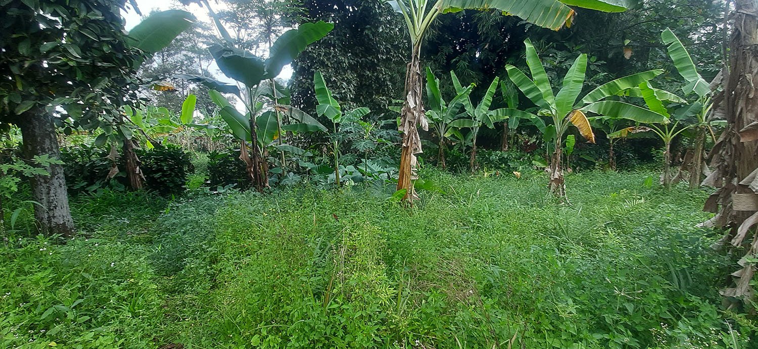 KEBUN  NENAS DI JALAN RAYA CAGAK SUBANG - 4