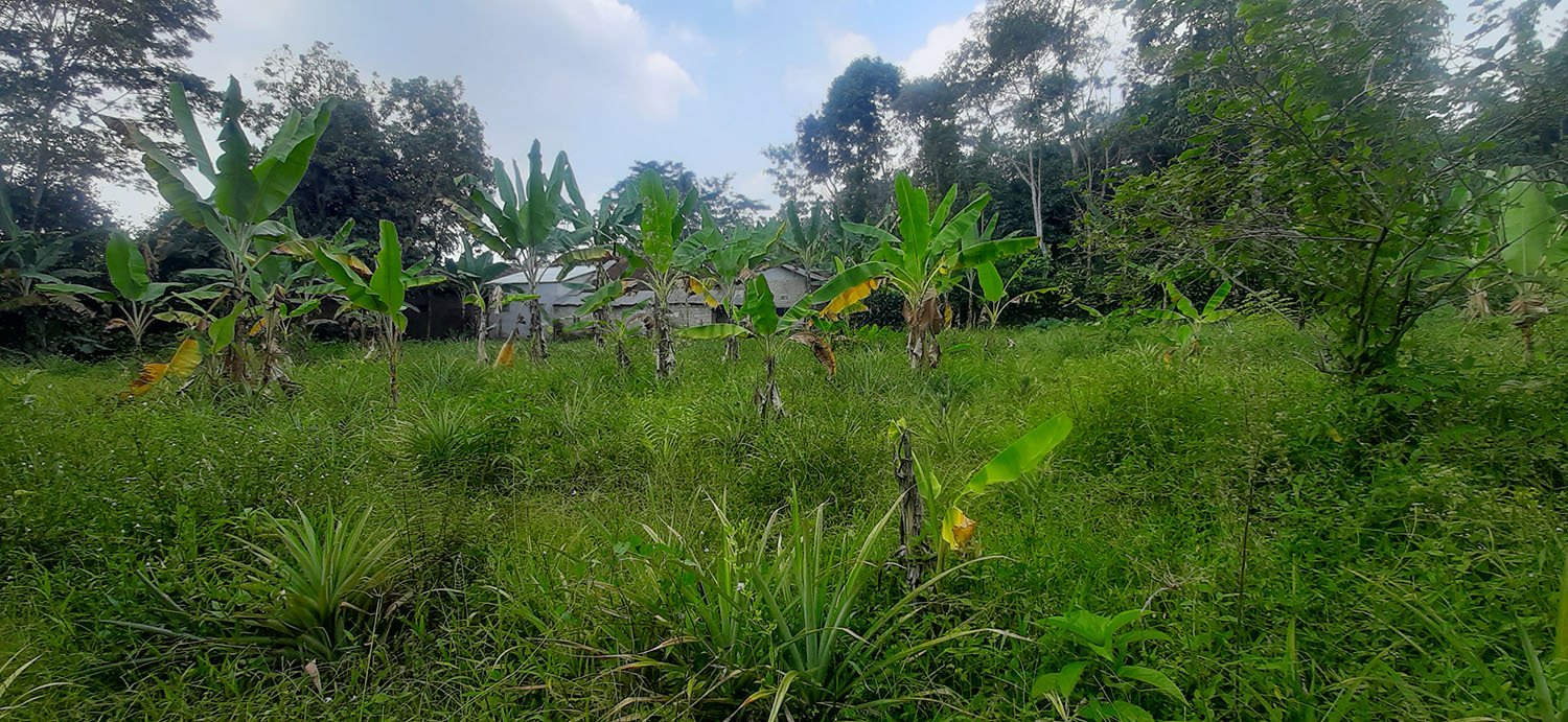 KEBUN  NENAS DI JALAN RAYA CAGAK SUBANG - 6