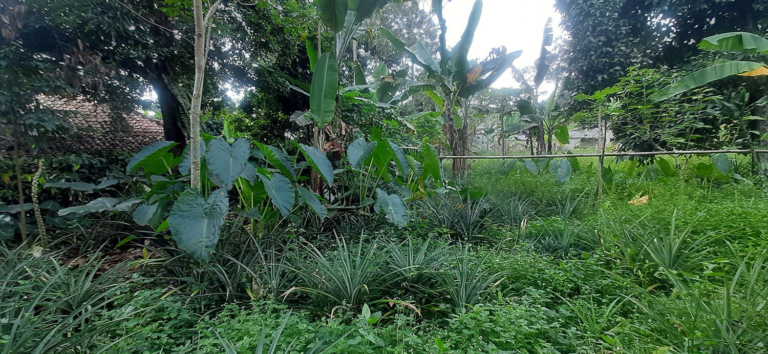 KEBUN  NENAS DI JALAN RAYA CAGAK SUBANG - 10