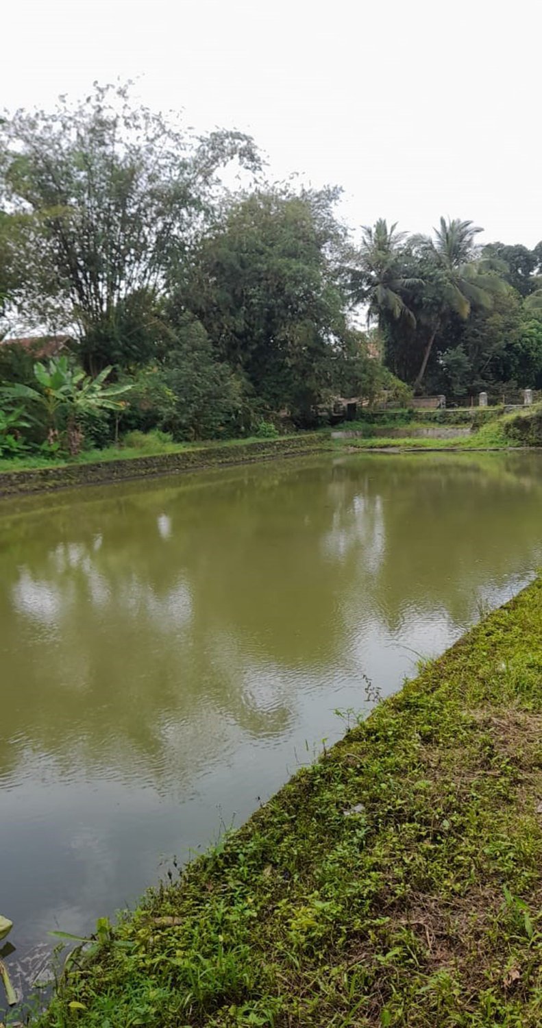 RUMAH DAN KOLAM PEMANCINGAN IKAN DI CIRANJANG - CIANJUR - 8