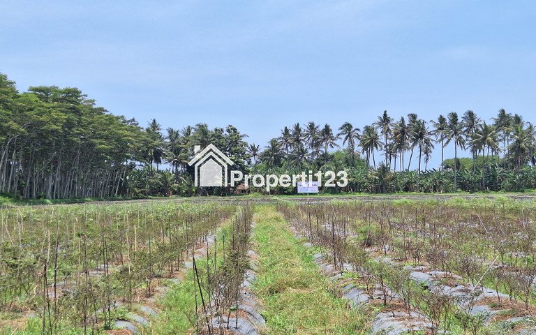 (BWI A.374) Dijual Tanah Sawah di Sobo Banyuwangi - 2