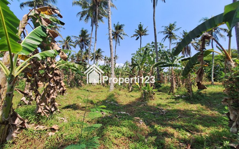 (BWI A.374) Dijual Tanah Sawah di Sobo Banyuwangi - 4