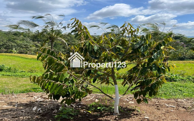 Dijual tanah view sawah gunung laut di Jatiluwih Penebel Tabanan - 3