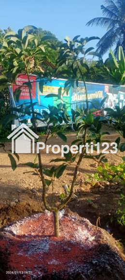 Dijual Tanah Kavling Kebun Alpokat Aligator  Kredetan, Bagelen, Purworejo, Jateng - 1