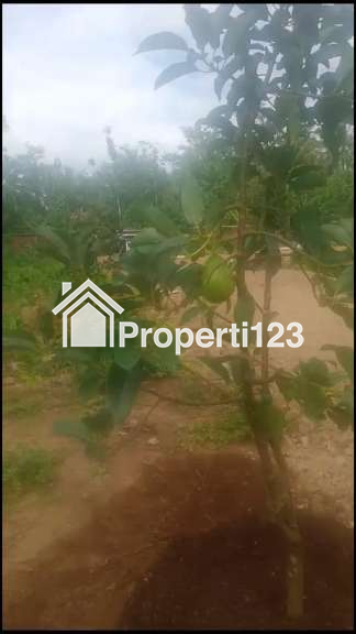 Dijual Tanah Kavling Kebun Alpokat Aligator  Kredetan, Bagelen, Purworejo, Jateng - 2