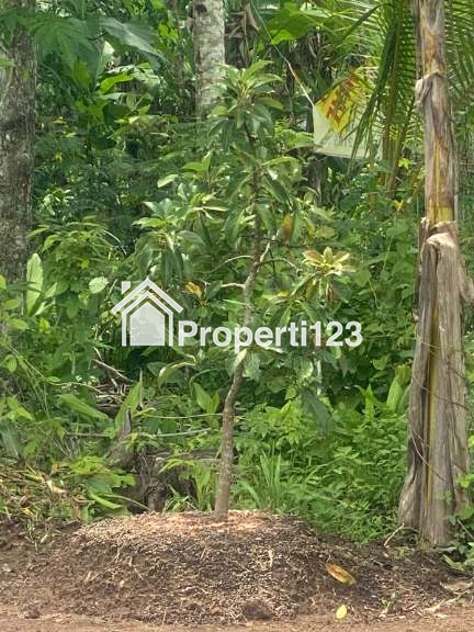 Dijual Tanah Kavling Kebun Alpokat Aligator  Kredetan, Bagelen, Purworejo, Jateng - 4