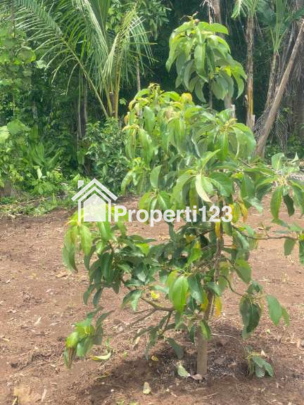 Dijual Tanah Kavling Kebun Alpokat Aligator  Kredetan, Bagelen, Purworejo, Jateng - 3