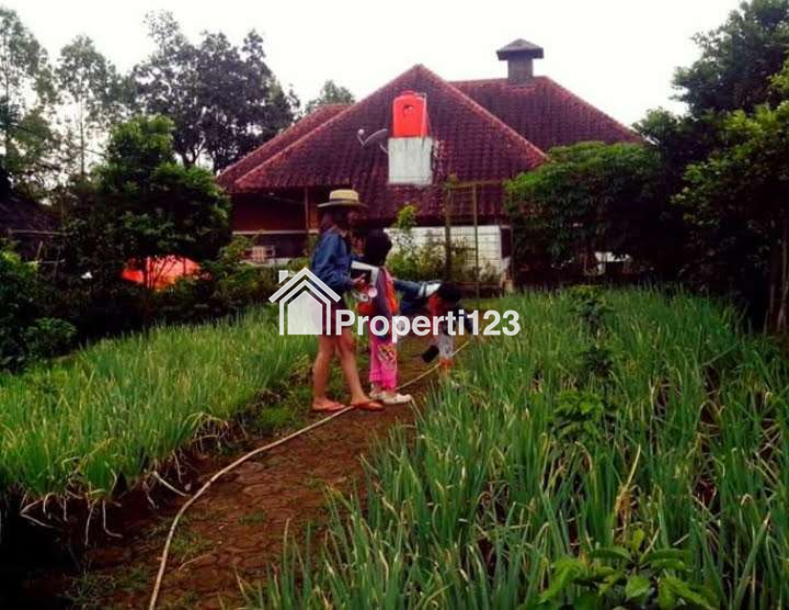 DIJUAL RUMAH & KEBUN LUAS : RUMAH MODEL PANGGUNG KOLONIAL BETAWI (SEMI VILLA), DIKAKI GUNUNG PAPANDAYAN, CISURUPAN, GARUT, JAWA BARAT - 19