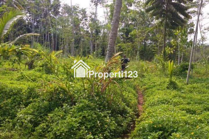 Dijual Tanah Produktif Pinggir Jalan Kabupaten - 4