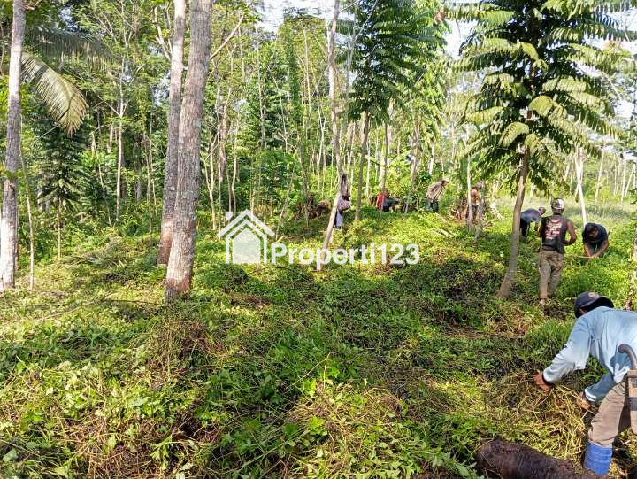 Dijual Tanah Produktif Pinggir Jalan Kabupaten - 1
