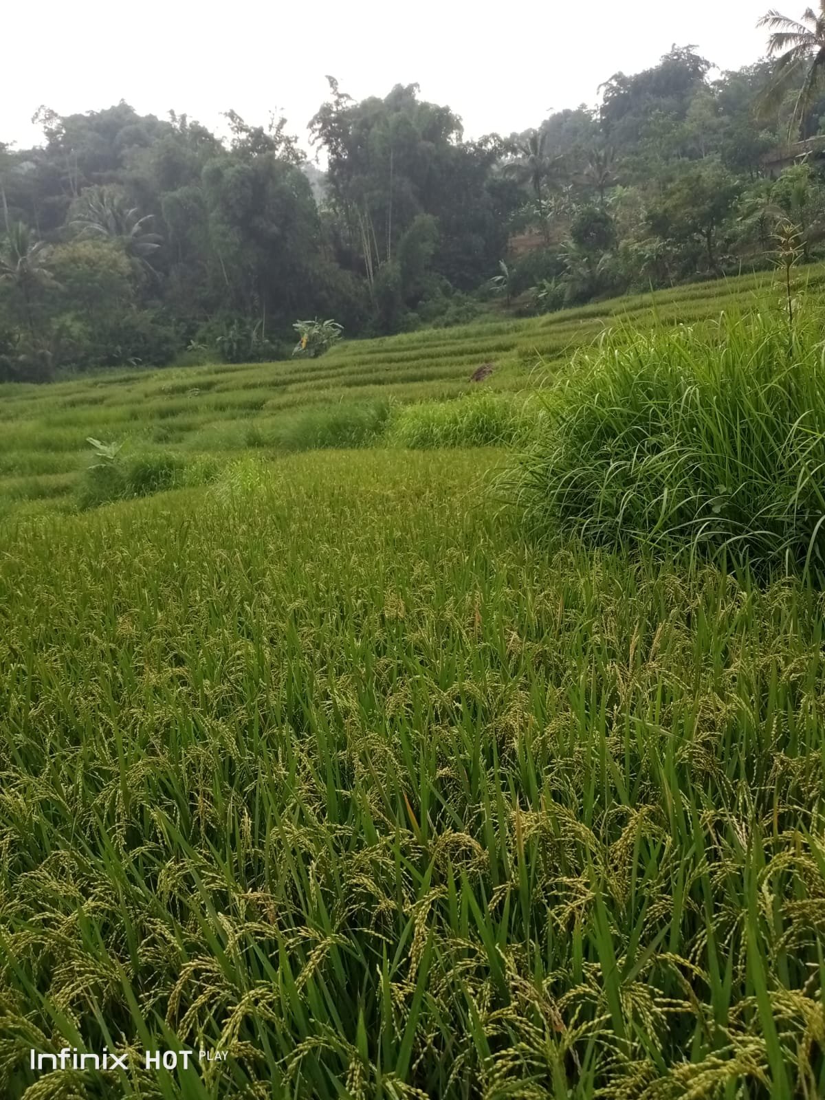 Dijual tanah total luas 10513 m2 daerah Sukabumi - 5