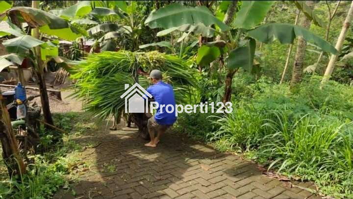 Rumah + Tanah + Kandang Ternak Kambing Malang - 5