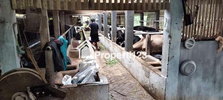 Rumah + Tanah + Kandang Ternak Kambing Malang - 2