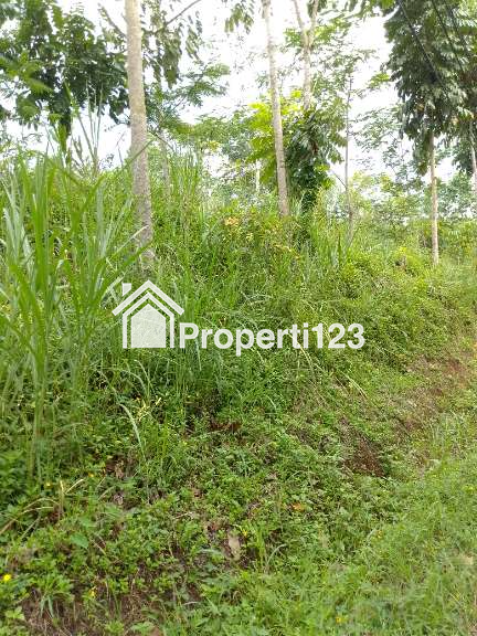 Dijual Tanah Kebun Produktif Pinggir Jalan Raya Kabupaten - 2