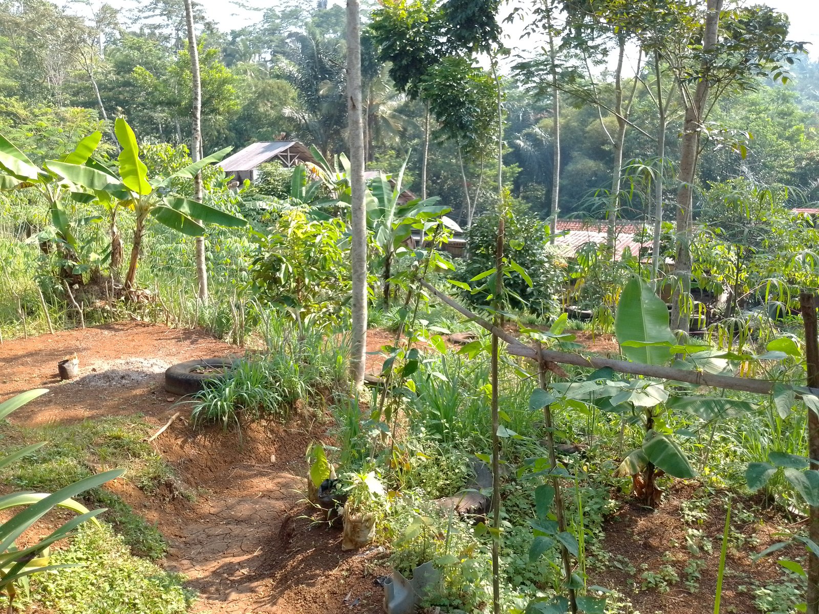 Dijual Tanah Kebun Produktif Pinggir Jalan Raya Kabupaten - 9