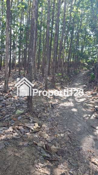 Jual Secepatnya Tanah + Jati - 5