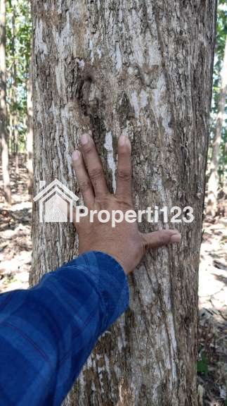 Jual Secepatnya Tanah + Jati - 3