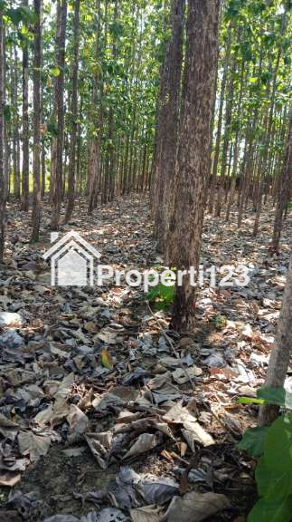 Jual Secepatnya Tanah + Jati - 7