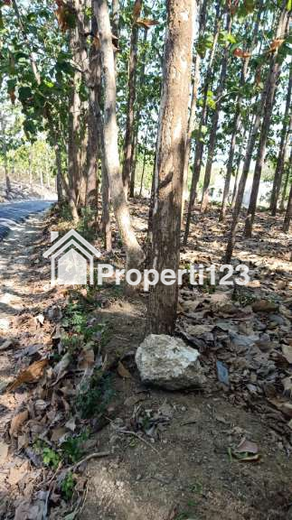 Jual Secepatnya Tanah + Jati - 6