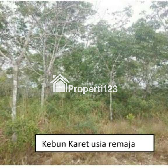 Lahan Kebun 98,1Ha - 5
