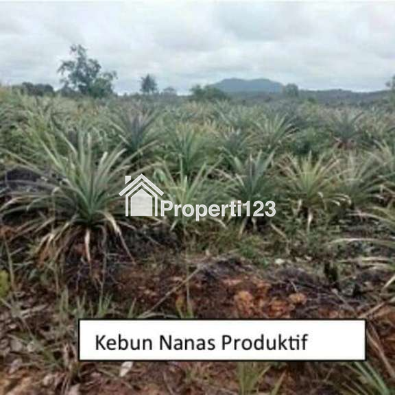 Lahan Kebun 98,1Ha - 4