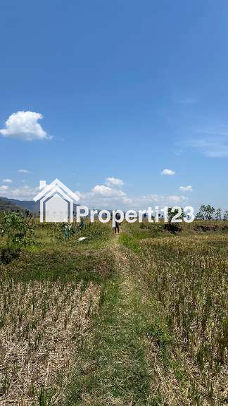 Sawah zona strategis - 2