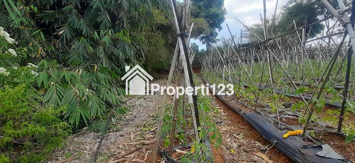 TANAH UNTUK RUMAH ATAU VILLA VIEW KOTA BANDUNG DI CIUMBULEUIT - 3