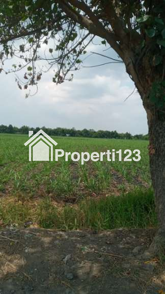 Tanah Sawah di Jual - 2