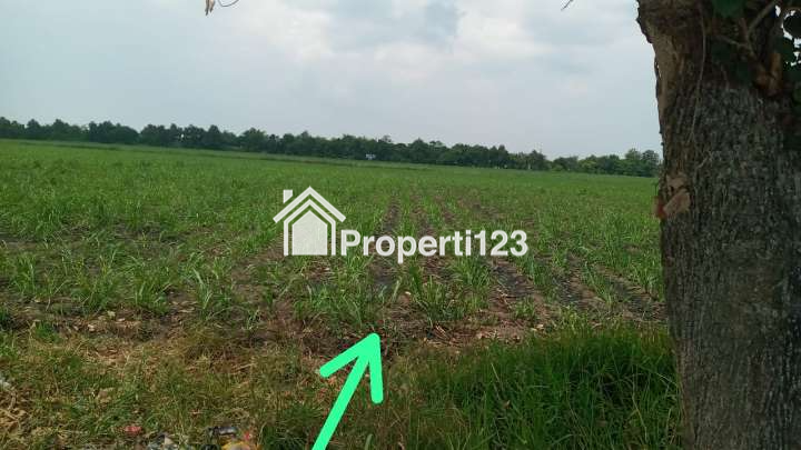 Tanah Sawah di Jual - 4
