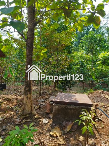 Tanah kebun buah - 3