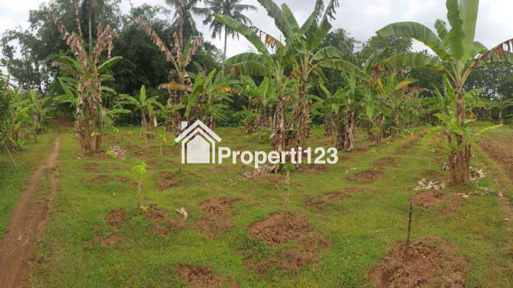 Dijual TANAH KEBUN dipinggir Jalan Desa di RAWALO (Kabupaten Banyumas) - 2