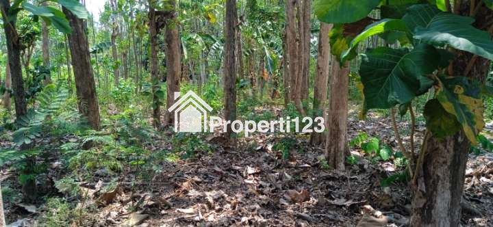 Jual Kebun Jati 250 juta di Ketapang Banyuwangi 082302096126 - 3