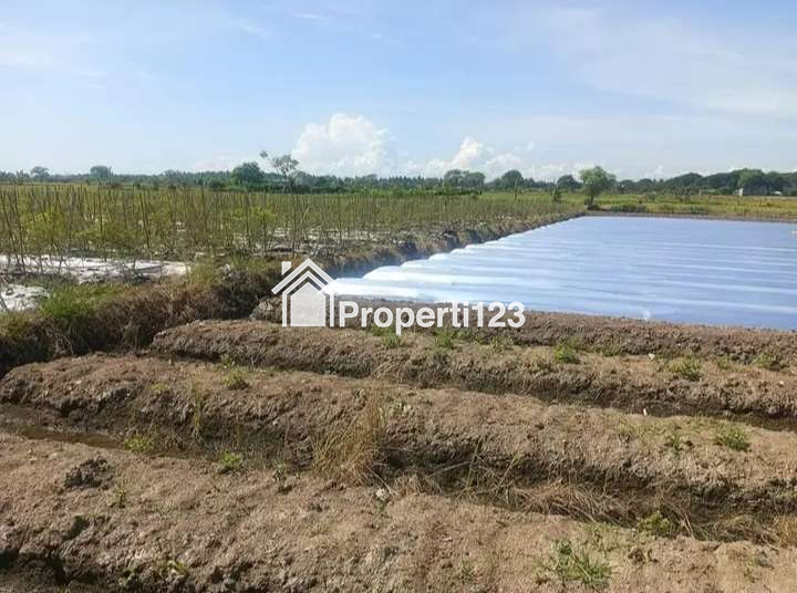 Sawah dijual murah di Pondoknongko Kabat Banyuwangi - 3