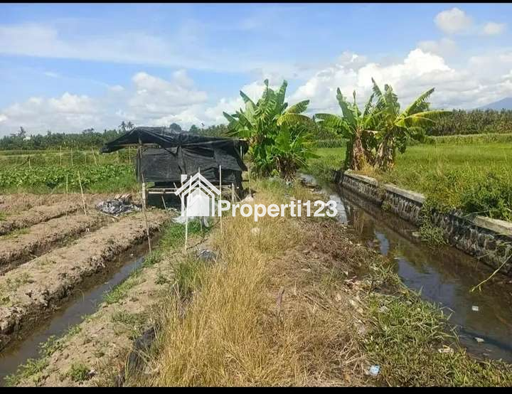 Sawah dijual murah di Pondoknongko Kabat Banyuwangi - 2