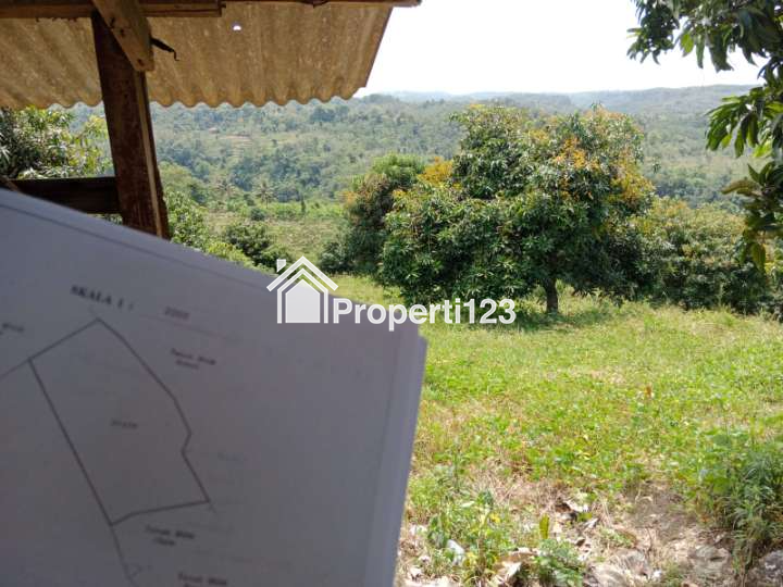 Lahan Perkebunan Mangga Produktif di Cianjur Selatan - 2