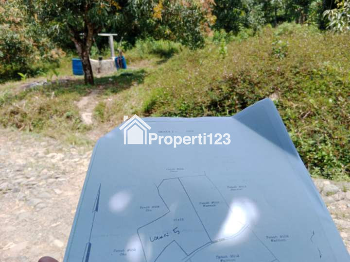 Lahan Perkebunan Mangga Produktif di Cianjur Selatan - 3