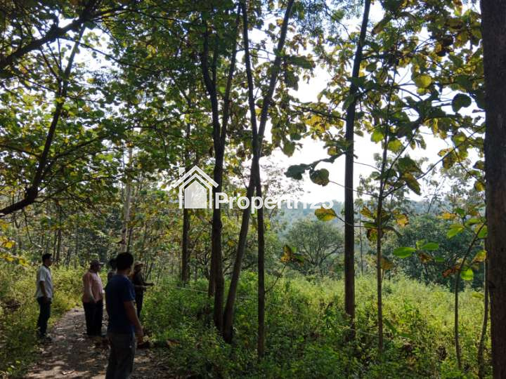 Lahan Perkebunan Mangga Produktif di area Central perkebunan mangga cirebon - 2