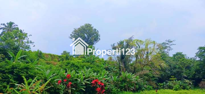 Dijual tanah 2000 m2 di Pupuan Tegallalang Gianyar Bali - 4