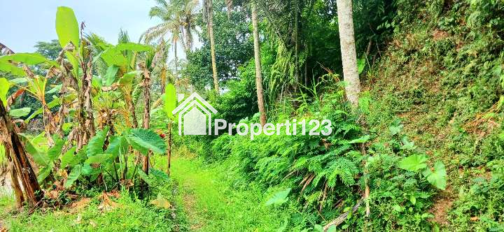 Dijual tanah 2000 m2 di Pupuan Tegallalang Gianyar Bali - 5