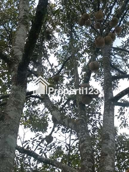 Kebun Durian 25ha - 2