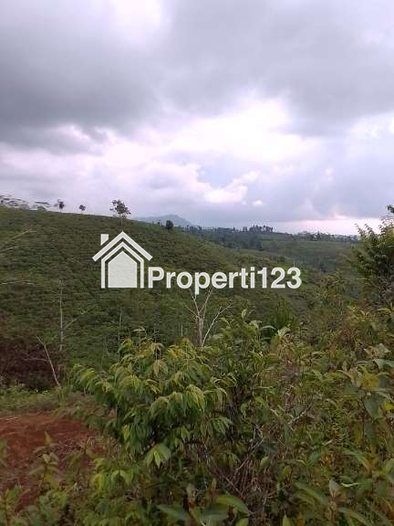 Dijual Tanah Kebun Produktif dan strategis pinggir jalan raya - 8