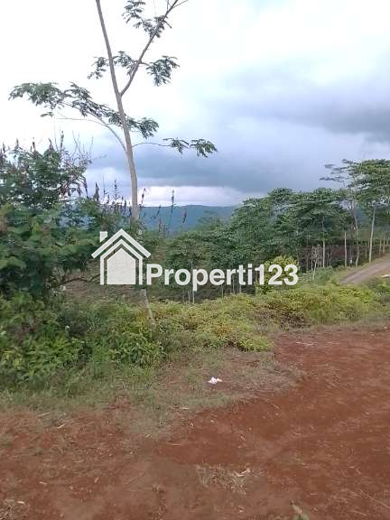 Dijual Tanah Kebun Produktif dan strategis pinggir jalan raya - 6