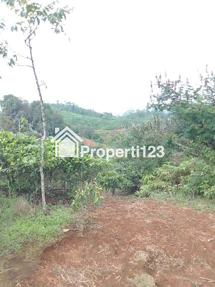 Dijual Tanah Kebun Produktif dan strategis pinggir jalan raya - 5