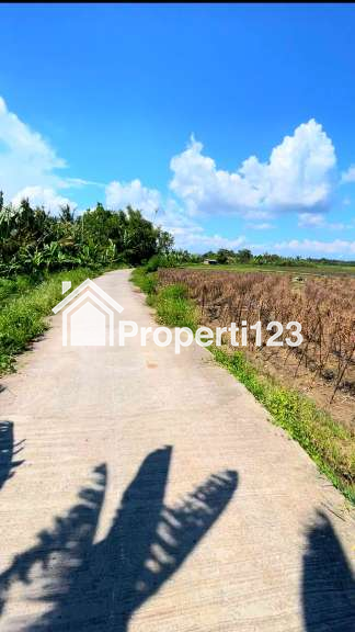 Disewakan Tanah 45 Are View Sawah Di Tibu Biyu Dkt Pantai PAsut Tabanan Bali - 3
